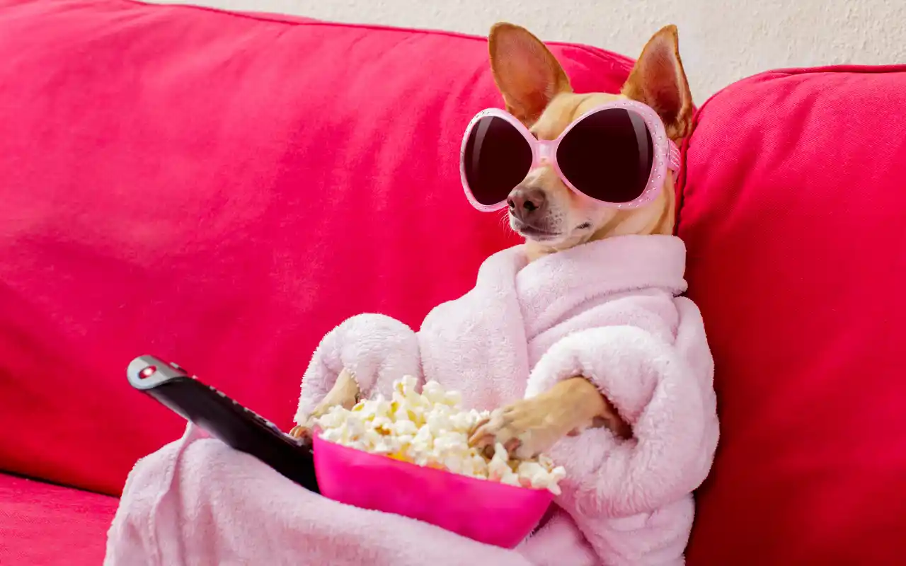 IPTV com Conteúdo para Todos Esporte Cinema em Casa e Espaço Kids